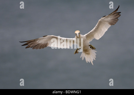 Northern gannet Morus bassanus adulto in volo. Foto Stock