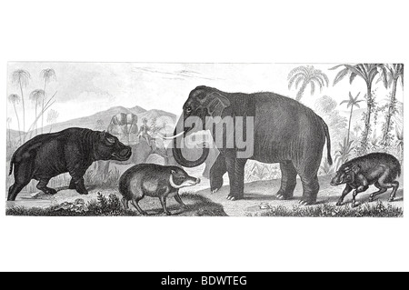 Hippopotamus amphibius ippopotamo dicotyle labiatus pecari elephas indicus elefante indiano Phacochoerus aethiopicus verruca hog Foto Stock