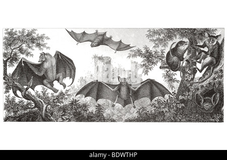 Pteropus vulgaris roussette vespertilio murinus europeo lemure bat pusillus fox dal naso a maki otolicnus Galago senegalensis Foto Stock