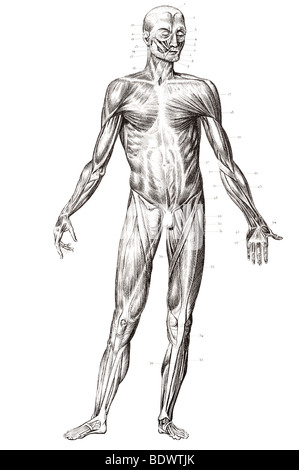 Muscolo umano struttura rivolta verso il lato anteriore Foto Stock