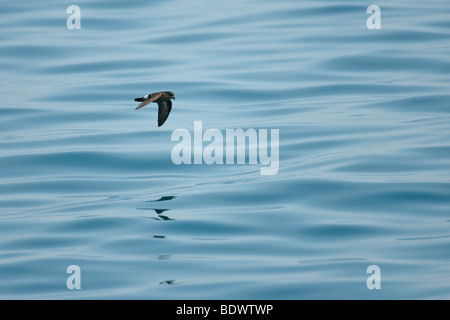 Tempesta europea-petrel Hydrobates pelagicus in volo sopra il mare calmo. Foto Stock