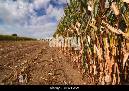 Campo di grano, già metà raccolte. Un villaggio si trova nel retro e il cielo è nuvoloso. Foto Stock