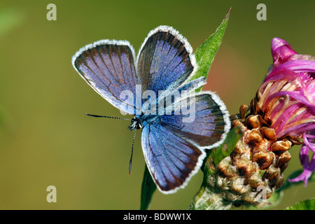 Idas blu (Plebejus idas, Plebeius idas) farfalla, maschio Foto Stock