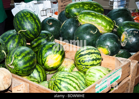 Freschi cocomeri in un mercato degli agricoltori in Minnesota Foto Stock