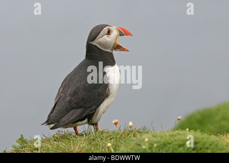 Atlantic puffin Fratercula arctica estate adulto nel bill gape minaccia display. La Scozia. Foto Stock