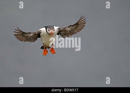 Atlantic puffin Fratercula arctica estate adulto in volo. La Scozia. Foto Stock