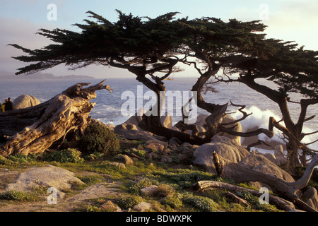 17 Mile Drive, Pebble Beach in California Foto Stock