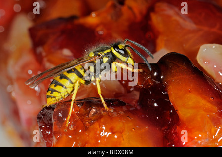 Il tedesco Wasp (Vespula germanica) alimentazione sulla torta di prugne Foto Stock