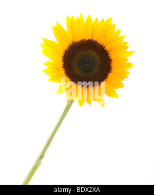 Girasole (Helianthus annuus) Foto Stock