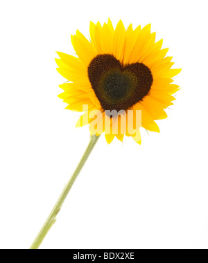 Girasole (Helianthus annuus) con fiori di tubolare a forma di cuore Foto Stock