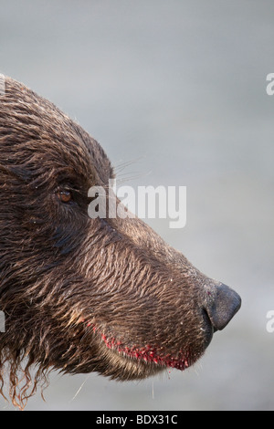 Orso grizzly muso nella baia di geografica Katmai National Park in Alaska Foto Stock