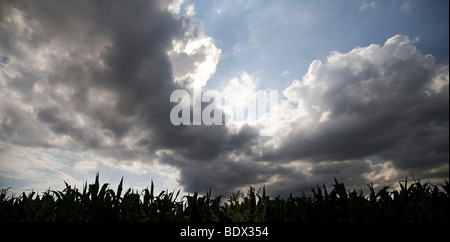 La raccolta delle acque e le dense nubi in un campo di mais, Vista panoramica Foto Stock