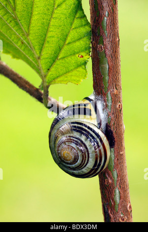 Brown-Lipped lumaca, Grove lumaca (Cepaea nemoralis) Foto Stock