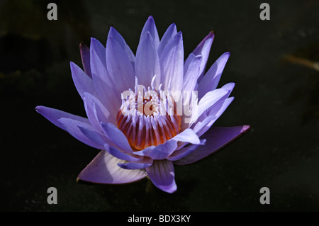 Acqua Giglio Fiore (Nymphaea) Foto Stock