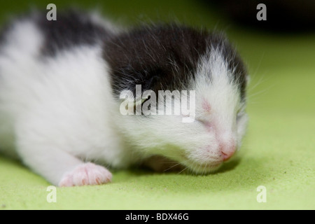 Giovani, pochi giorni gattino, occhi ancora chiuso Foto Stock