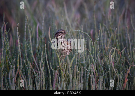 Song sparrow (Melospiza melodia), in Palo Alto Baylands preservare, CALIFORNIA, STATI UNITI D'AMERICA Foto Stock