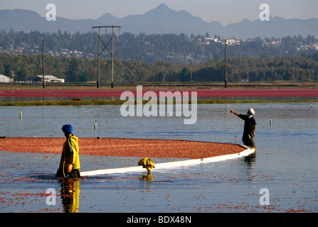 Fraser Valley, BC, British Columbia, Canada - Lavoratori la raccolta di mirtilli rossi con Bog Boom nel campo allagato sulla fattoria di mirtillo palustre Foto Stock