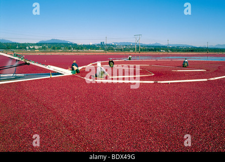 Fraser Valley, BC, British Columbia, Canada - Lavoratori la raccolta di mirtilli rossi con Bog Boom nel campo allagato sulla fattoria di mirtillo palustre Foto Stock