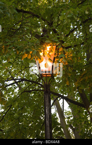 Lampione con albero in Bedford Regno Unito Foto Stock