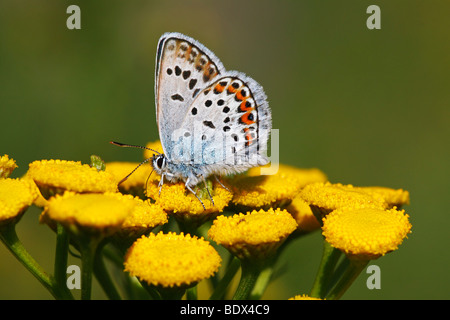 Idas maschio blu (Plebejus idas) (Plebeius idas), maschio butterfly, sulla fioritura Tansy (Tanacetum vulgare) Foto Stock