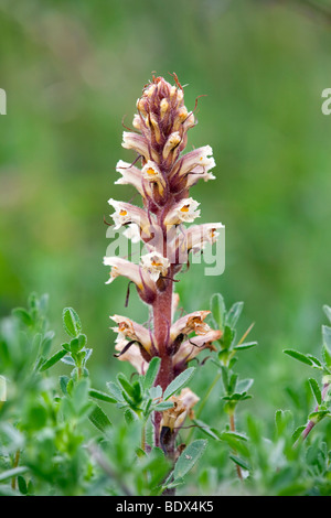 Ivy Succhiamele prataiolo; Orobanche hederae; Cornovaglia Foto Stock