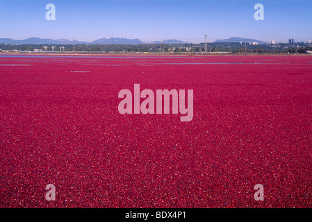 Fraser Valley, BC, British Columbia, Canada - allagato il campo della Torbiera di mirtilli rossi sulla fattoria di mirtillo palustre Foto Stock
