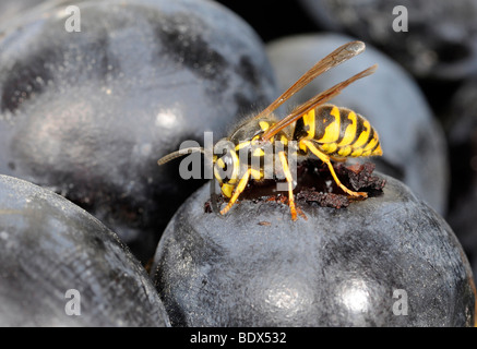Il tedesco Wasp (Vespula germanica) alimentazione sulle uve rosse Foto Stock