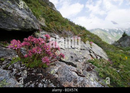 Ragnatela semprevivo (Sempervivum arachnoideum), presso il Berliner Hoehenweg sentiero escursionistico, Hochgebirgs-Naturpark Aurine Alpen na Foto Stock