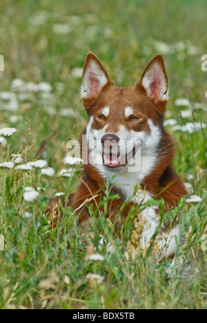 Lapponian Herder, Lapinporokoira o carenza di Lapp renne cane, ritratto Foto Stock