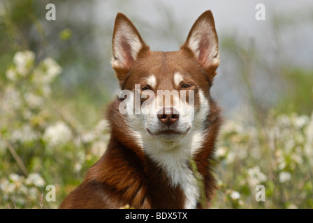 Lapponian Herder, Lapinporokoira o carenza di Lapp renne cane, ritratto in un prato fiorito Foto Stock