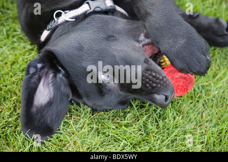 Un giocoso black Labrador cucciolo di cane sdraiati sull'erba al di fuori di masticare un giocattolo. Tre mesi di età. Regno Unito Gran Bretagna Foto Stock