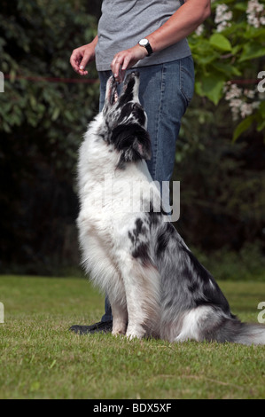 Border Collie all obbedienza formazione, portando il cane al tallone Foto Stock