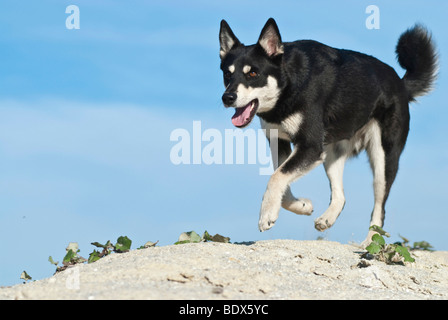 Lapponian Herder, Lapinporokoira o carenza di Lapp renne cane che corre su una duna di sabbia Foto Stock