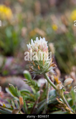 Testa lunga; trifoglio Trifolium incarnatum molinerii ssp; Cornovaglia Foto Stock