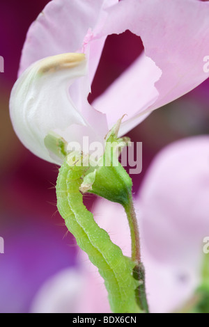 La Gran Bretagna UK. Crochet verde caterpillar alimentazione su un pisello dolce fiore in close-up Foto Stock