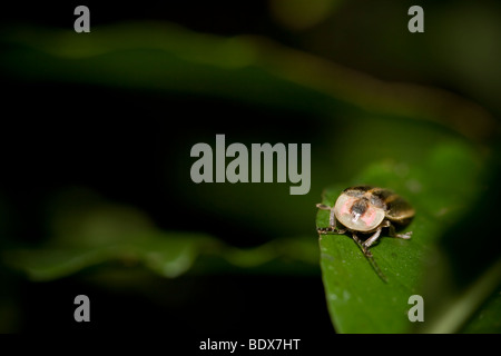 Vista frontale di una lucciola, ordine Coleoptera, famiglia Lampyridae. Fotografato in Costa Rica. Foto Stock