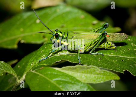 Un brillante Cavalletta verde, ordine Orthoptera. Fotografato nelle montagne del Costa Rica. Foto Stock