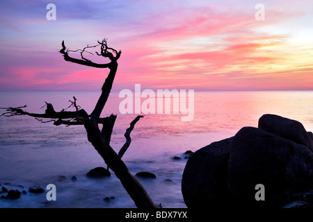 Silhouetled cipresso e al tramonto. 17 Mile Drive. Pebble Beach in California Foto Stock