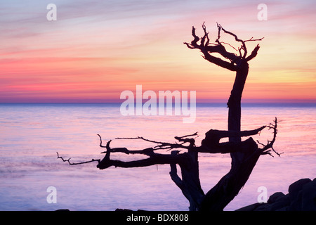 Stagliano cipresso e al tramonto. 17 Mile Drive. Pebble Beach in California Foto Stock