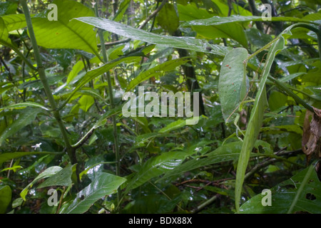 Una ben mimetizzata katydid, famiglia Tettigoniidae, noto anche come una bussola cricket, nella pianura di foreste pluviali del Costa Rica. Foto Stock