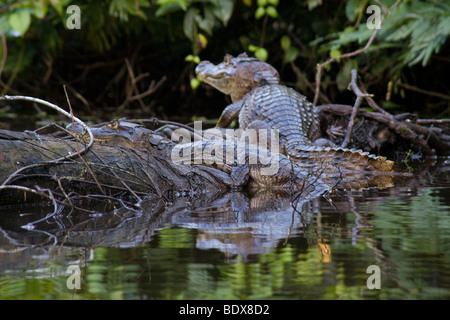 Un caimano spectacled, crocodilus caimano, poggiante su di un registro. Fotografato in Costa Rica. Foto Stock