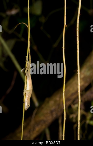 Un esile anole (Anolis limifrons) si prepara a trascorrere la notte appeso a testa in giù su un vitigno. Fotografato in Costa Rica. Foto Stock