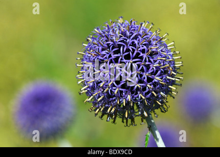 Fioritura Blue Globe Thistle (Echinops bannaticus cultivar) Foto Stock