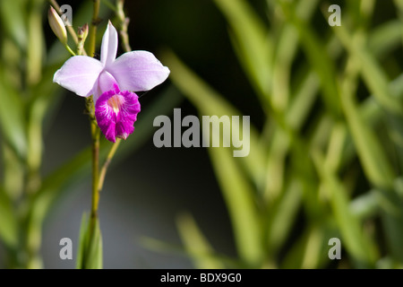 Bamboo orchid, Arundina graminifolia. Fotografato a Panama. Foto Stock