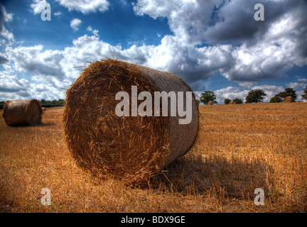 Rotoli di fieno essiccazione in un campo di grano in Hertfordshire Foto Stock