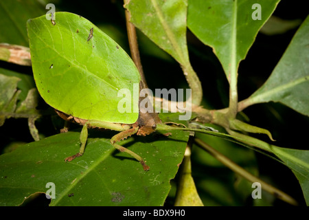 Una ben mimetizzata katydid, ordine Orthoptera, famiglia Tettigoniidae. Fotografato a Panama. Foto Stock