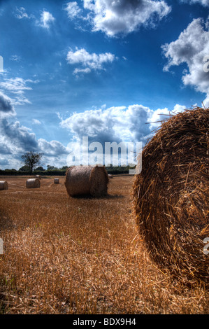 Rotoli di fieno essiccazione in un campo di grano in Hertfordshire Foto Stock