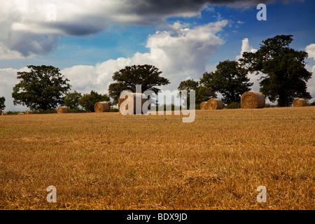 Rotoli di fieno essiccazione in un campo di grano in Hertfordshire Foto Stock