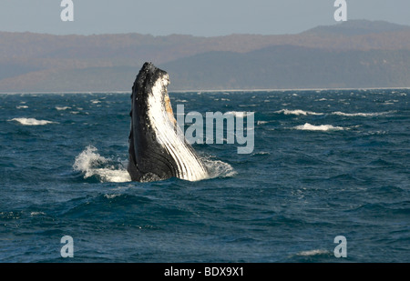 Specie-specifico spy hop, salita temporaneamente la sua testa fuori dall'acqua, di una Megattera (Megaptera novaeangliae) davanti o Foto Stock