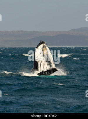 Specie-specifico spy hop, salita temporaneamente la sua testa fuori dall'acqua, di una Megattera (Megaptera novaeangliae) davanti o Foto Stock